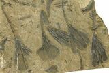 Ordovician Fossil Crinoid Plate - Marzane, Morocco #290843-1